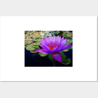 lotus flower Posters and Art